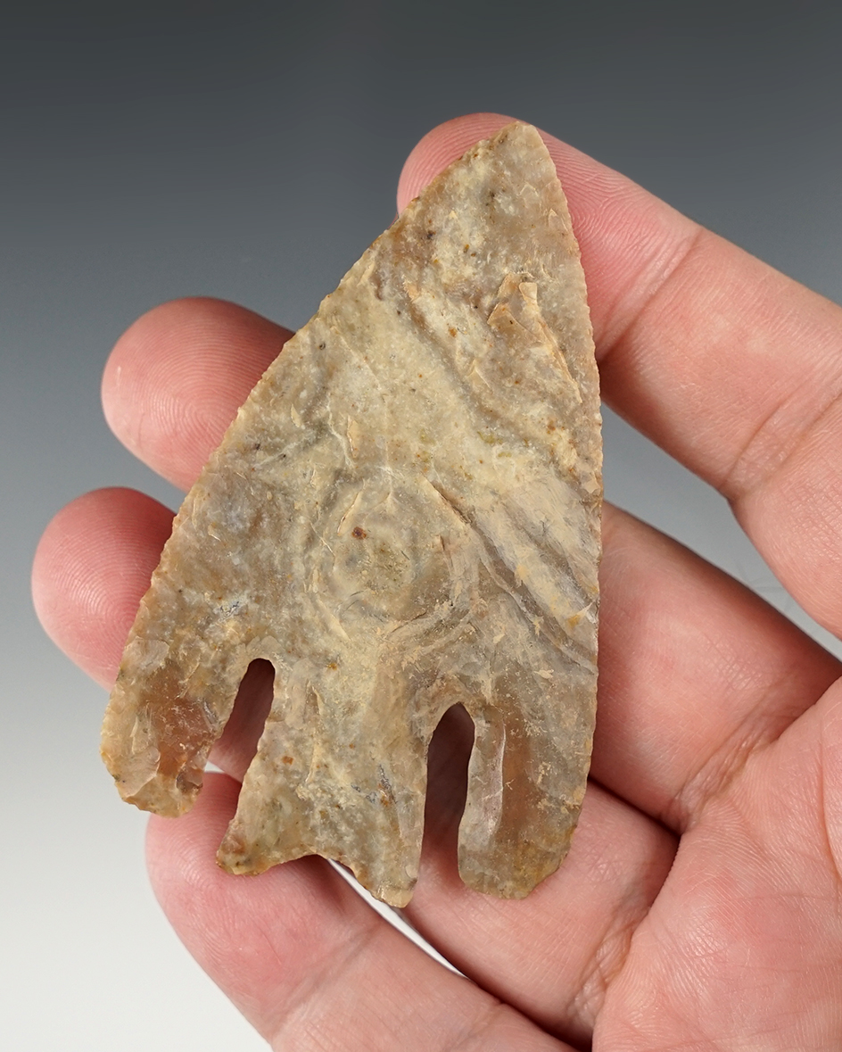 Outstanding 3 1/8" Andice - Texas. One entire shoulder has been professionally restored. COA.