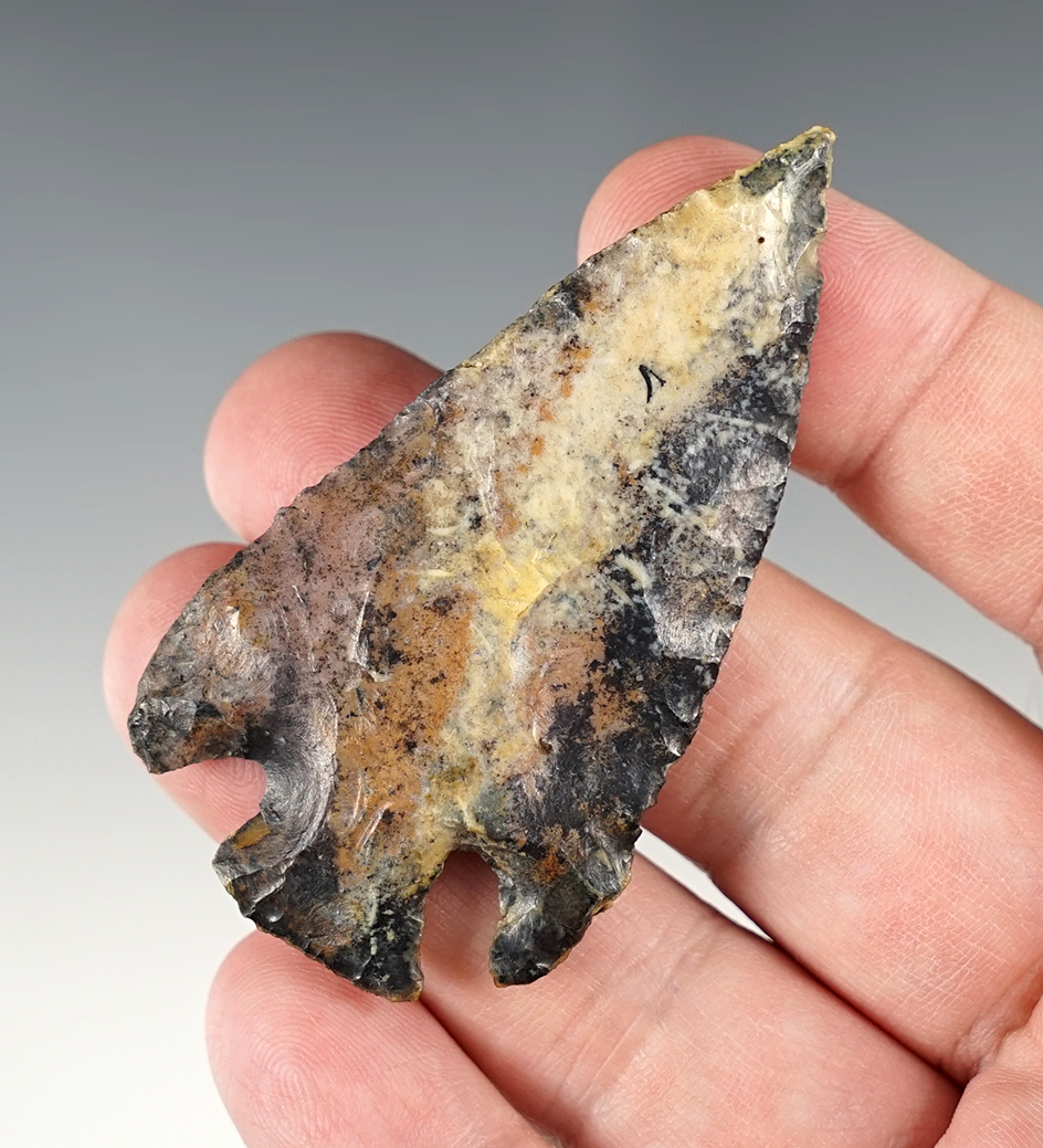 2 11/16" Archaic Corner Notch found in Florida. Made from beautiful multi-colored flint.