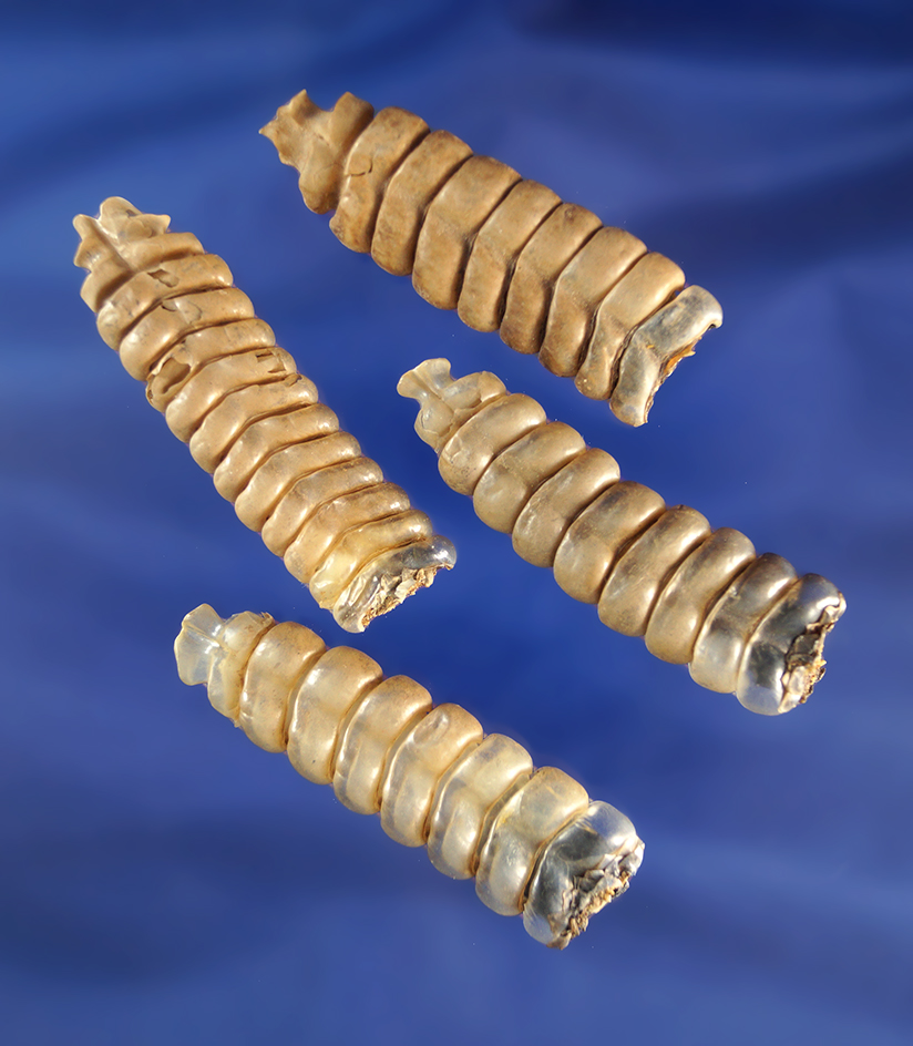 Set of four Rattlesnake tails found in Washington state.