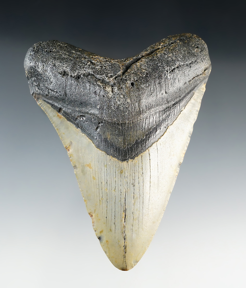 Nice 4 3/4" Fossilized Megalodon Sharks Tooth found in North Carolina.