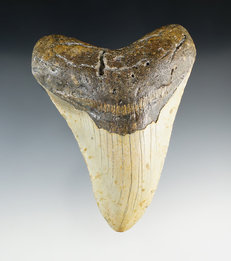 Nice 5 1/8" Fossilized Megalodon Sharks Tooth found in North Carolina.
