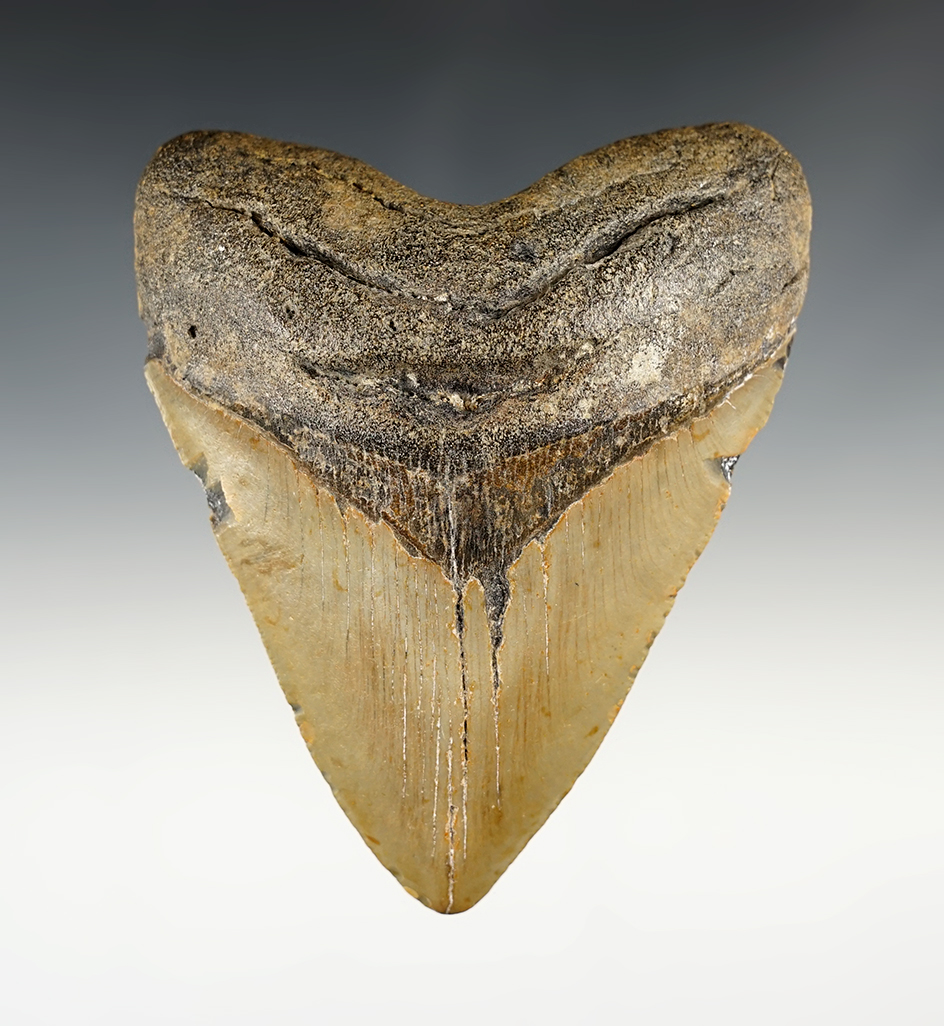 Nice 4 15/16" Megalodon Tooth found in South Carolina.
