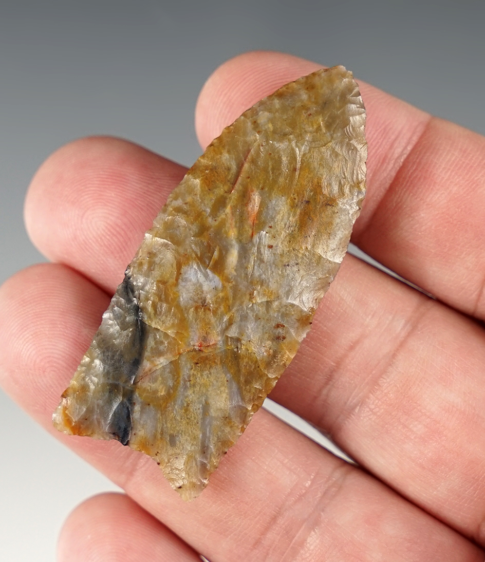 Superb 2 3/16" Paleo Clovis found in Larimer Co., Colorado. COA's.