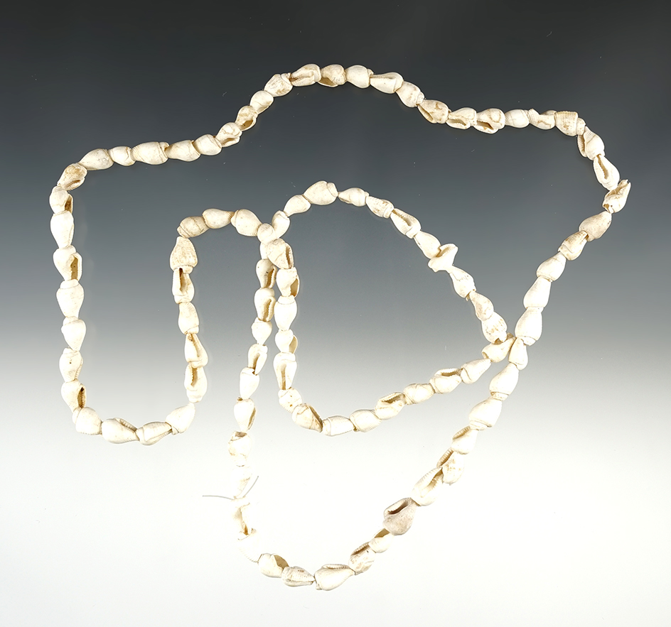31" Strand of Shell Beads found in Kentucky.