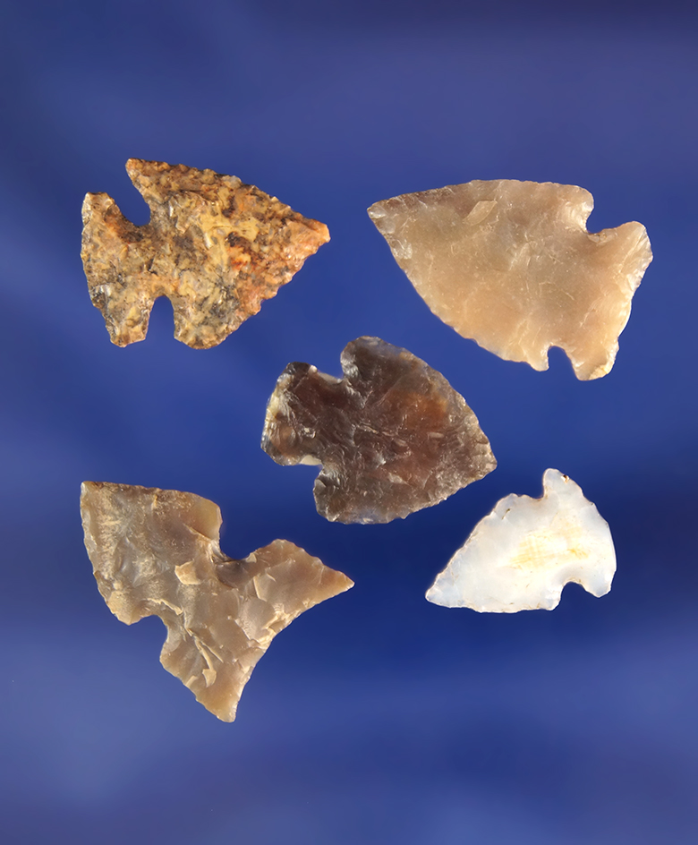 Set of five bird points found in Wyoming and North Dakota, largest is 13/16".