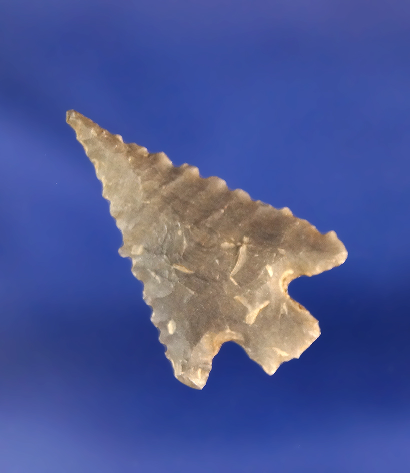 Excellent serrations on this 1 1/16" Columbia Plateau found near the Columbia River, WA.