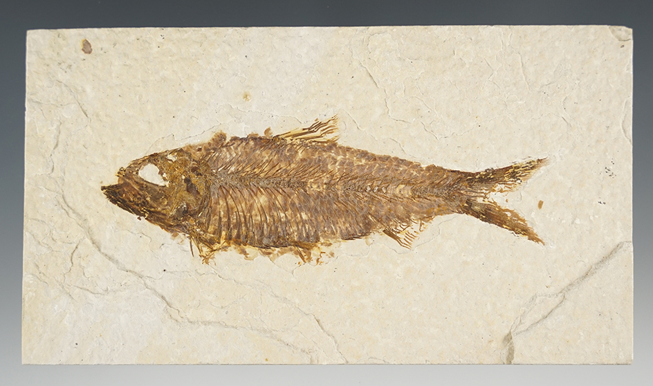 4 11/16" Fish Fossil- Green River Formation, Wyoming.