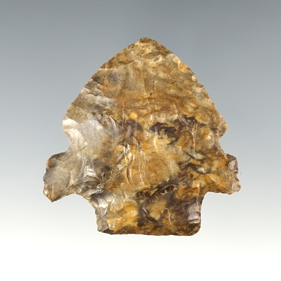 Rare, 1 3/8" Merkle found in Smith Co., Tennessee.