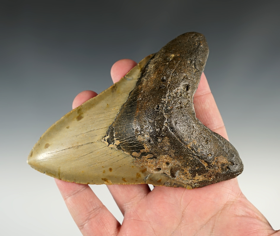 Impressive 5" long Fossilized Megalodon Sharks tooth.