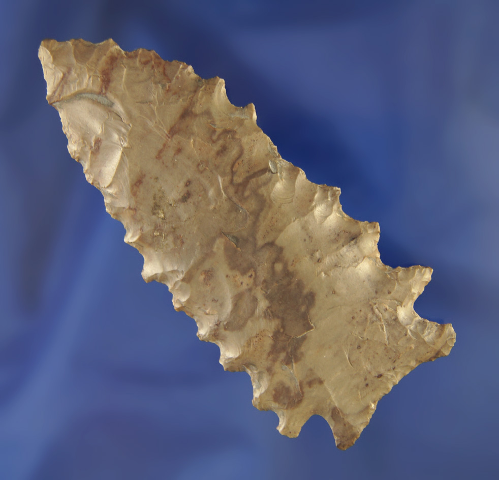 Exceptional! 3 7/16" heavily serrated Pinetree with wicked serrations found in Fentress Co.,  TN