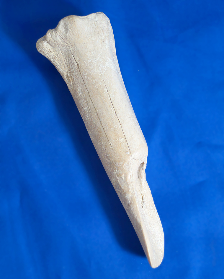 6 1/2" well styled Mandan Indian bone chisel found in North Dakota.
