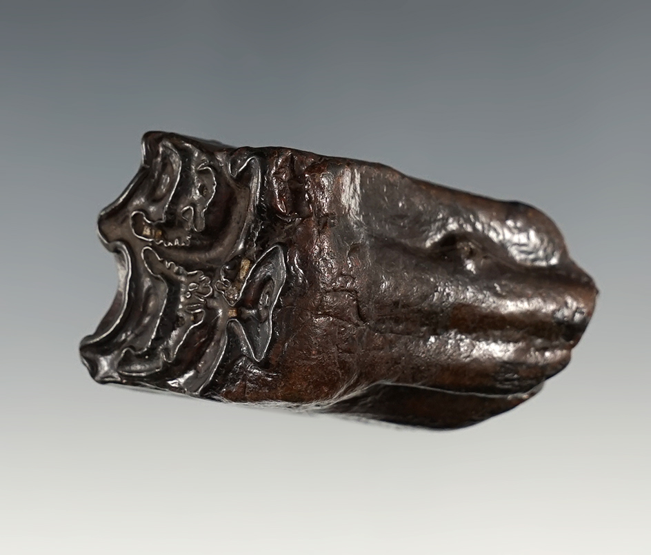 2" Beautiful Pleistocene Era Fossilized Horse Tooth found close to the Suwanee River, Florida.