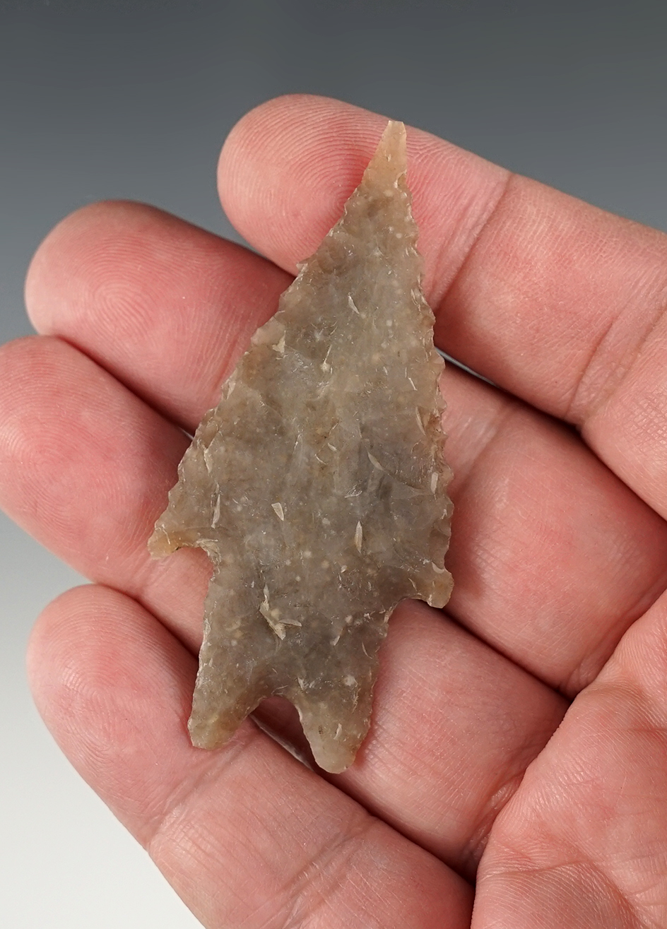 Serrated 2 9/16" Pedernales found in Hays Co., Texas. Arnold COA.