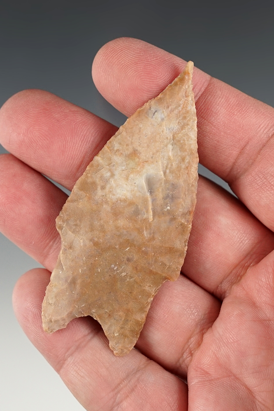 Colorful and well flaked 3" Pedernales found around Bear Creek in Hays Co., Texas. Arnold COA.