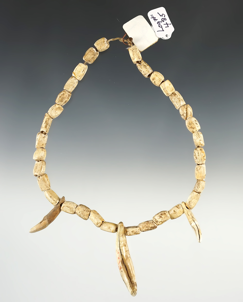 12" long Necklace - Shell Beads with 3 Canine Teeth Pendants. Found in Smyth Co., Virginia.