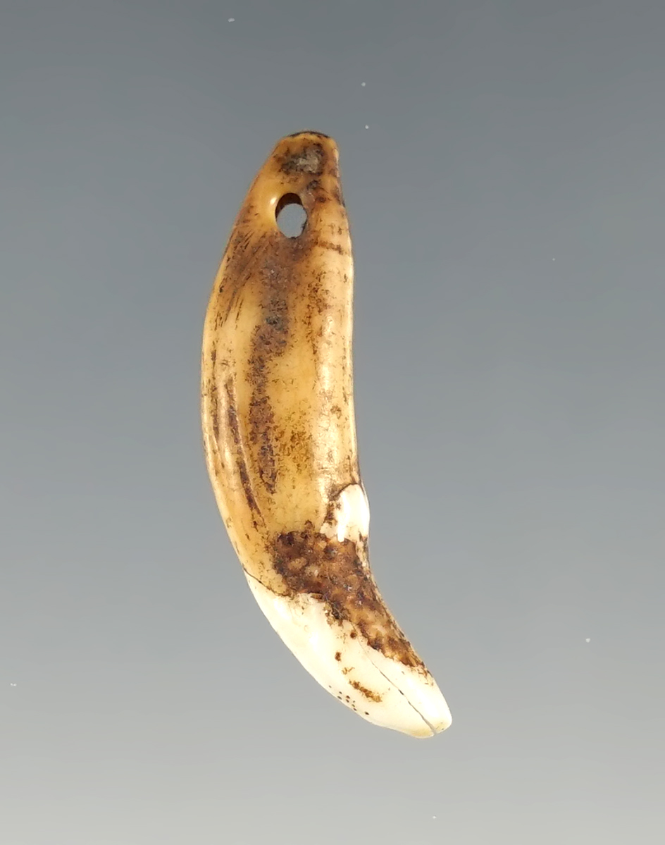1 1/8" Anasazi Predator Tooth Pendant found in Navajo Co., Arizona in excellent condition.