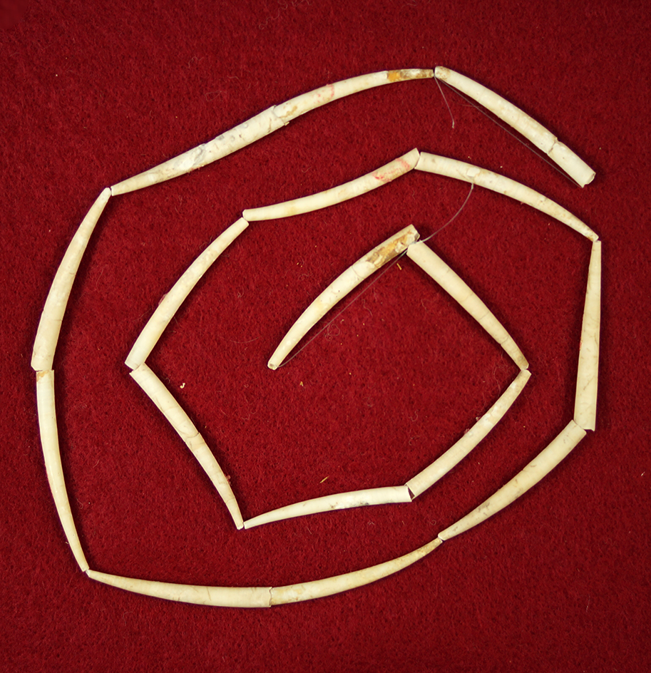 Nice 24" long strand of Dentalium shell beads found near the Columbia River