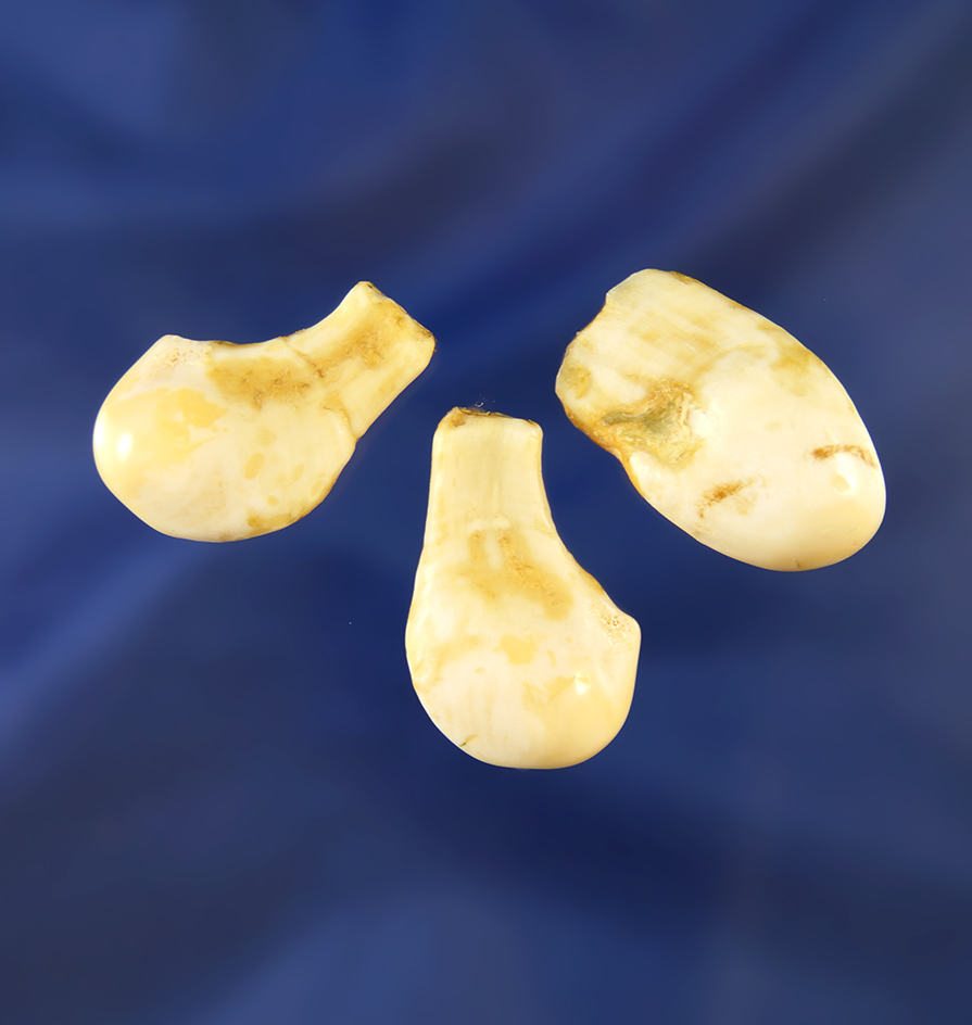 Set of three elk eye-teeth, or 'Whistlers', largest is 1 1/8". From the Bill Peterson Collection.