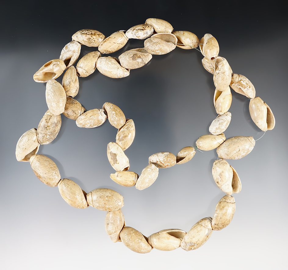 32" Strand of drilled snail shell beads found in Virginia.
