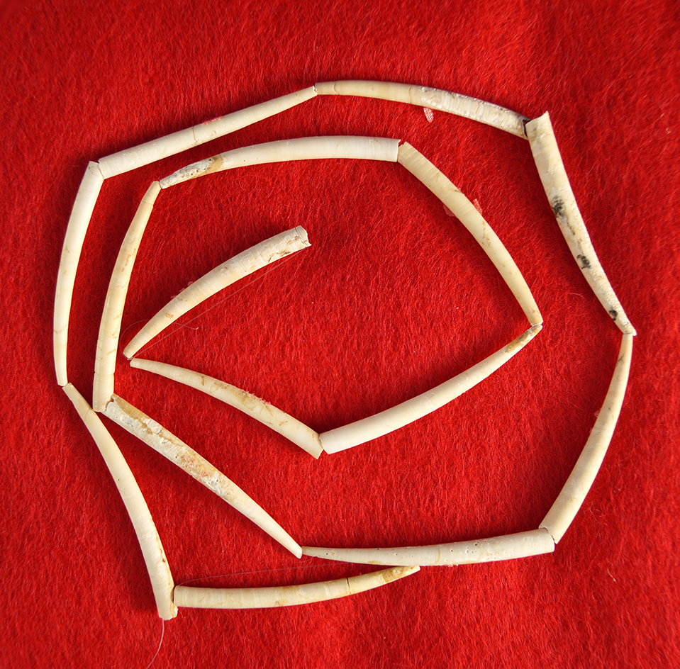 Nice strand of 15 spondylus shell beads found near the Columbia River.