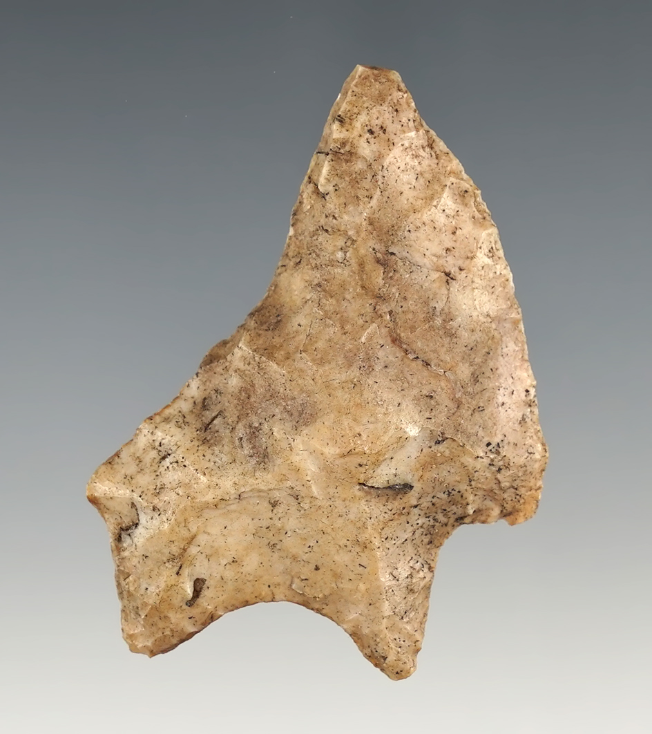 Nice 2 3/16" Early Archaic Edgefield Scraper found in Alachua Co., Florida.