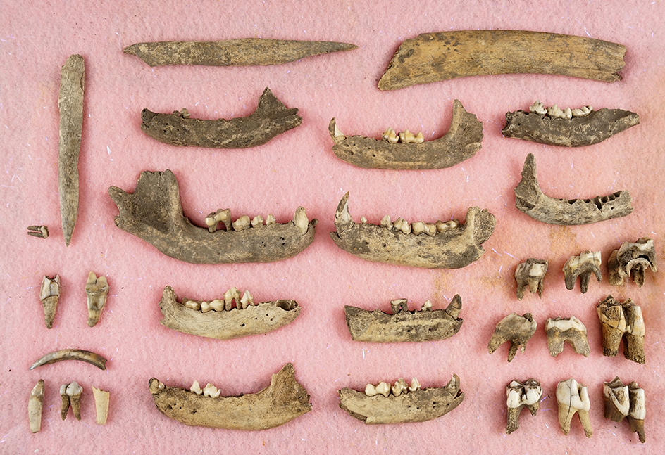 Group of animal bone recovered from an ancient midden site.