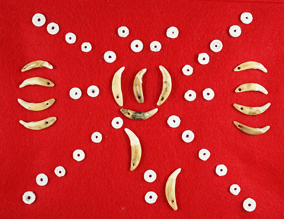Very nice set of drilled canine teeth and drilled shell beads - Fox Field site, Mason Co., Kentucky.