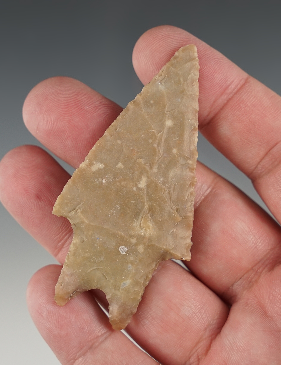 Well made 2 15/16" Pedernales found in Edwards Co., Texas. Comes with an Arnold COA.