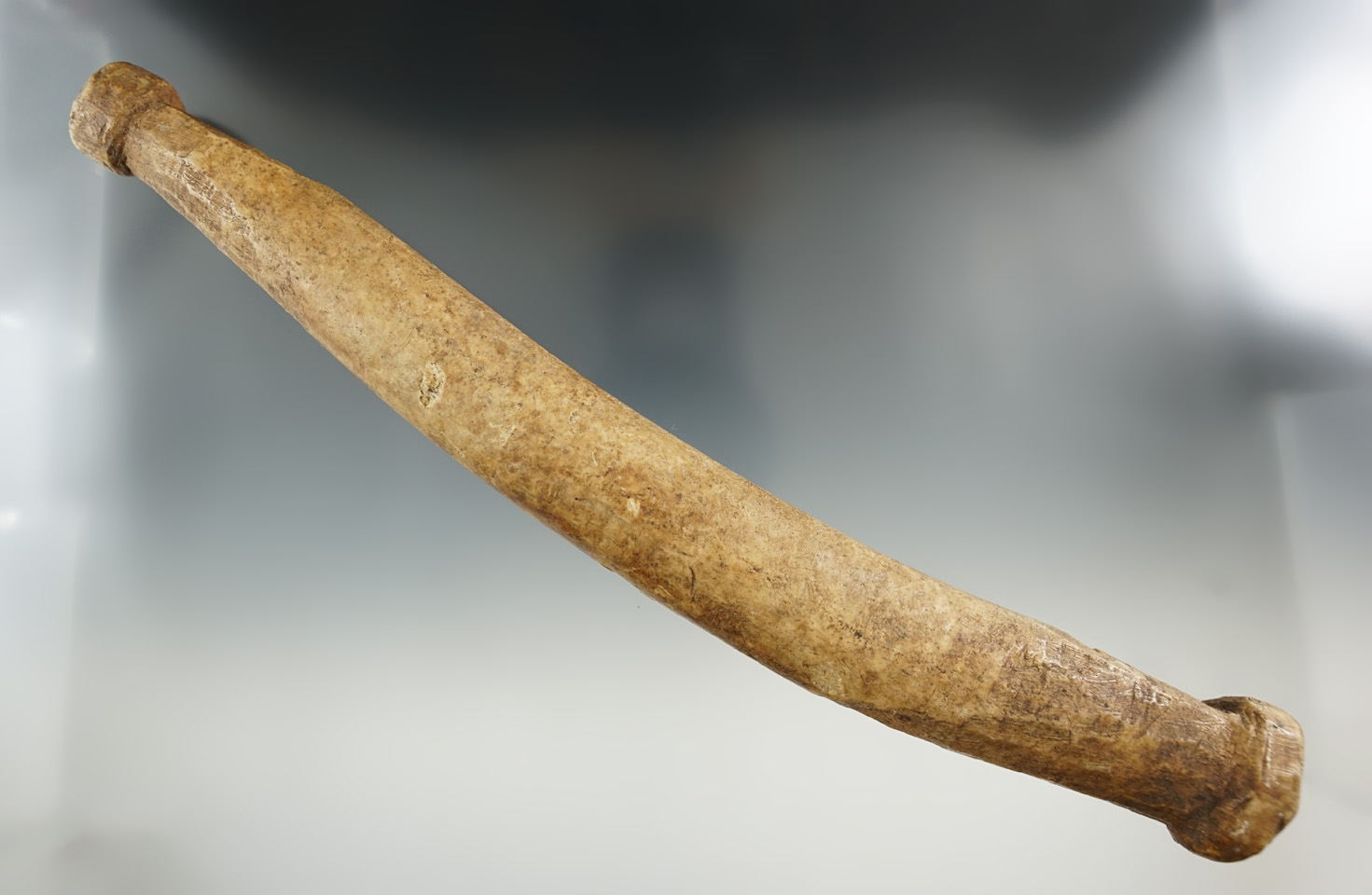 11 1/4" Inuit Drag arm or "seal drag" made from an Oosik bone found in Alaska.