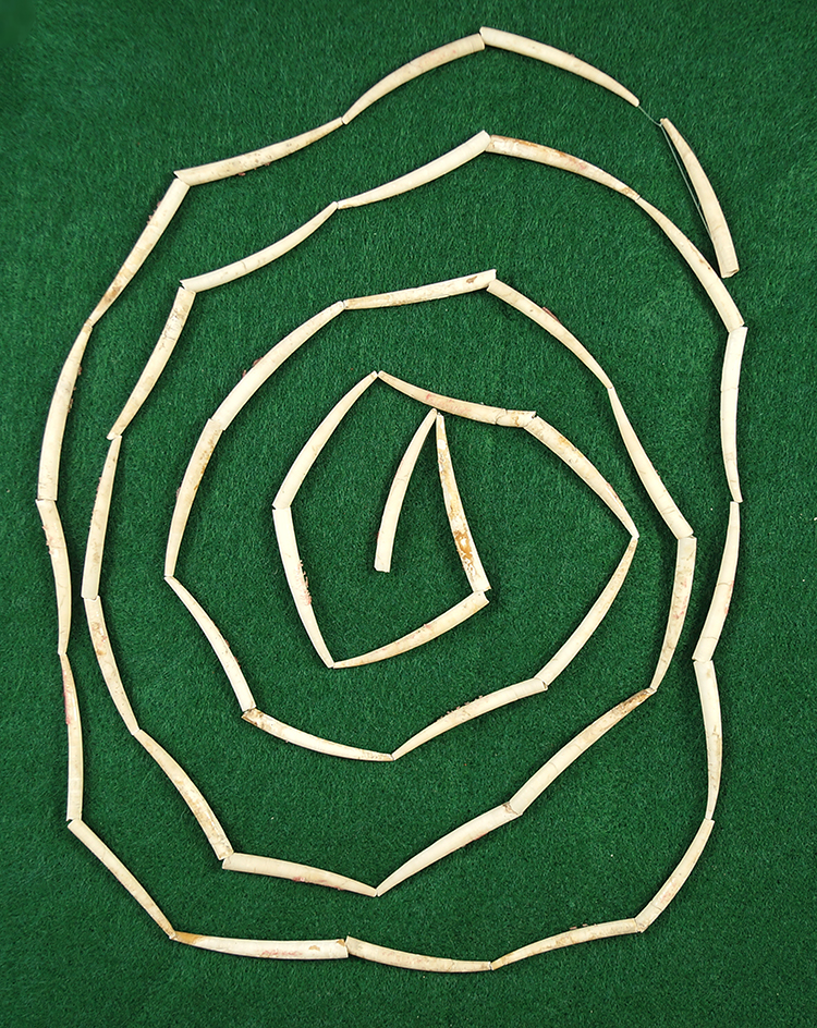 Nice long strand of Dentalium shell beads. Includes 44 pieces.