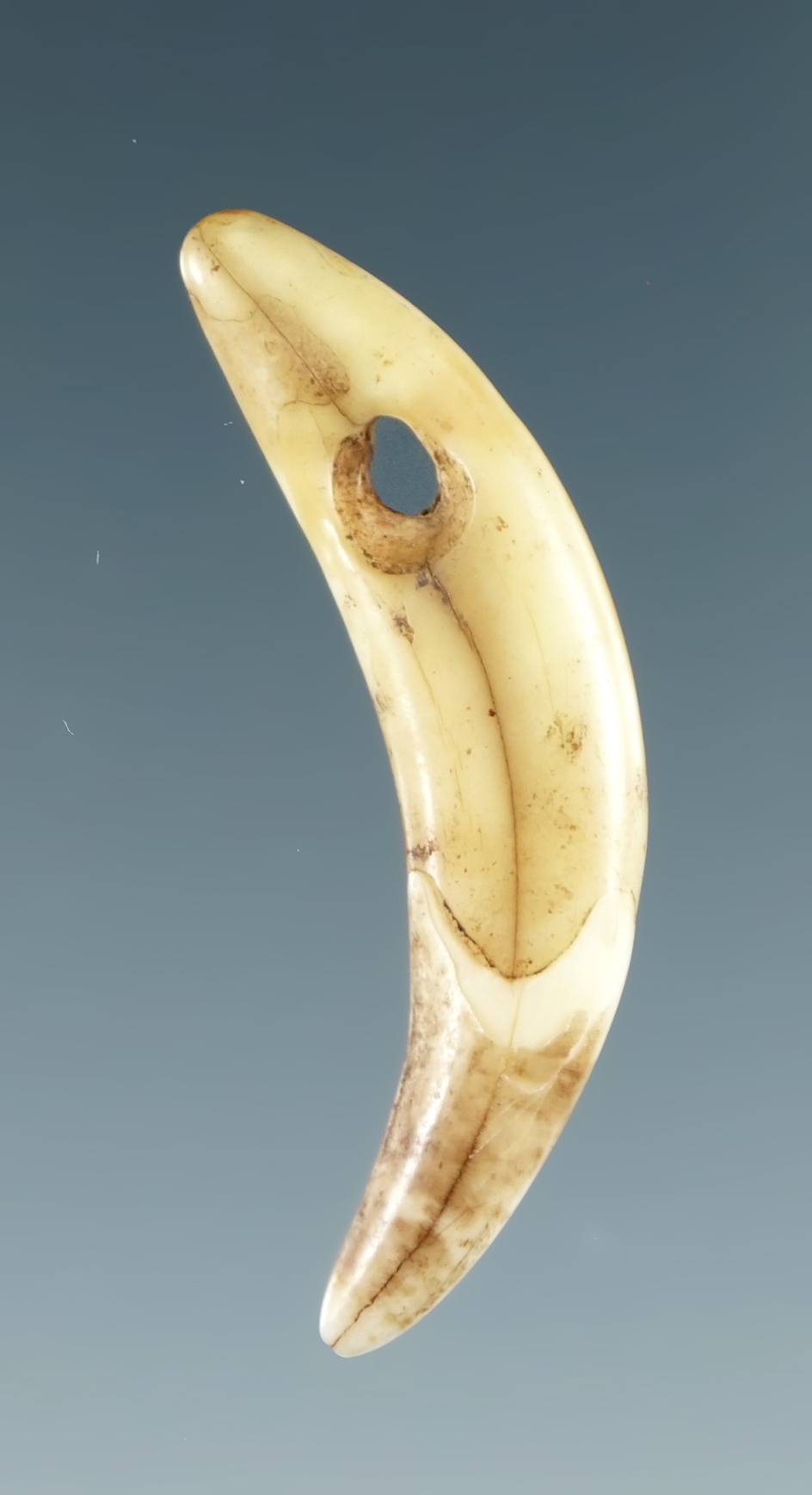 1 7/16" Drilled canine tooth Pendant found in Ohio.