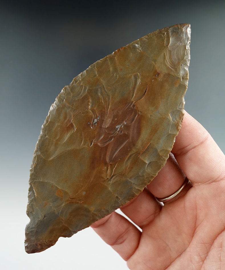 Thin and nice! 5" Hornstone Turkeytail with restoration to tip found in Kent Co., Michigan.  COA.