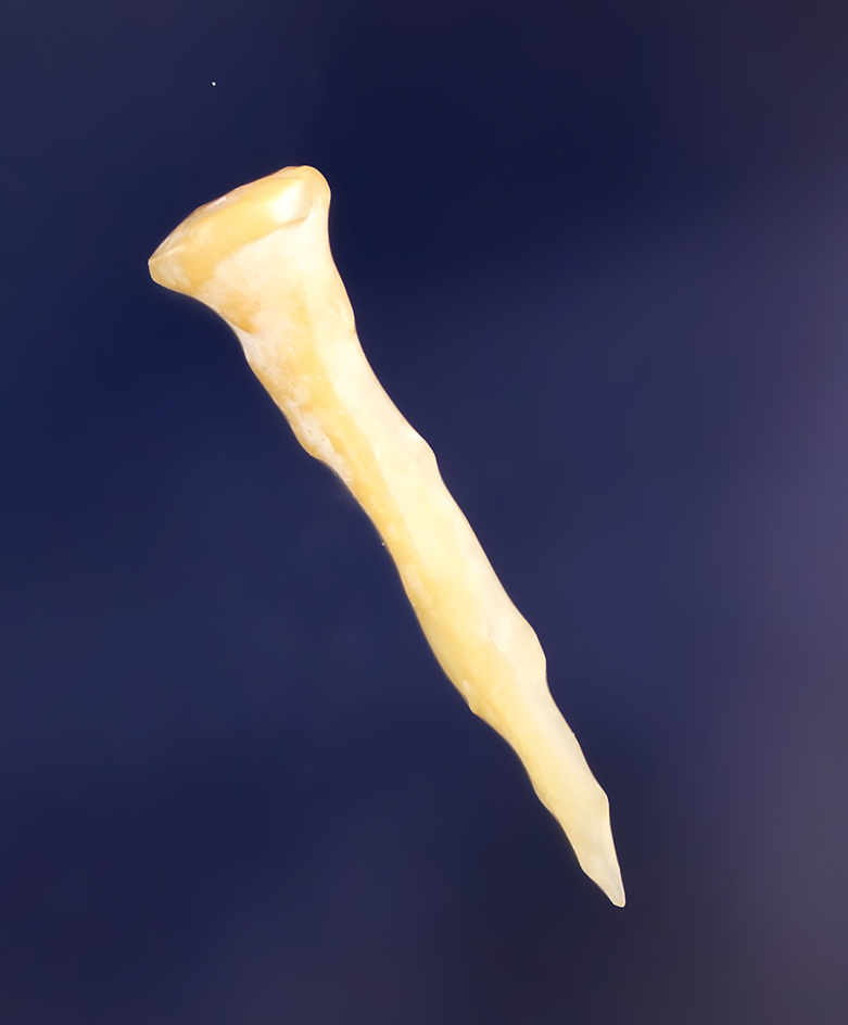 Very Rare! 1" Nose Ornament - beautiful Abalone  shell found near the Coeur d' Alene River, Idaho.