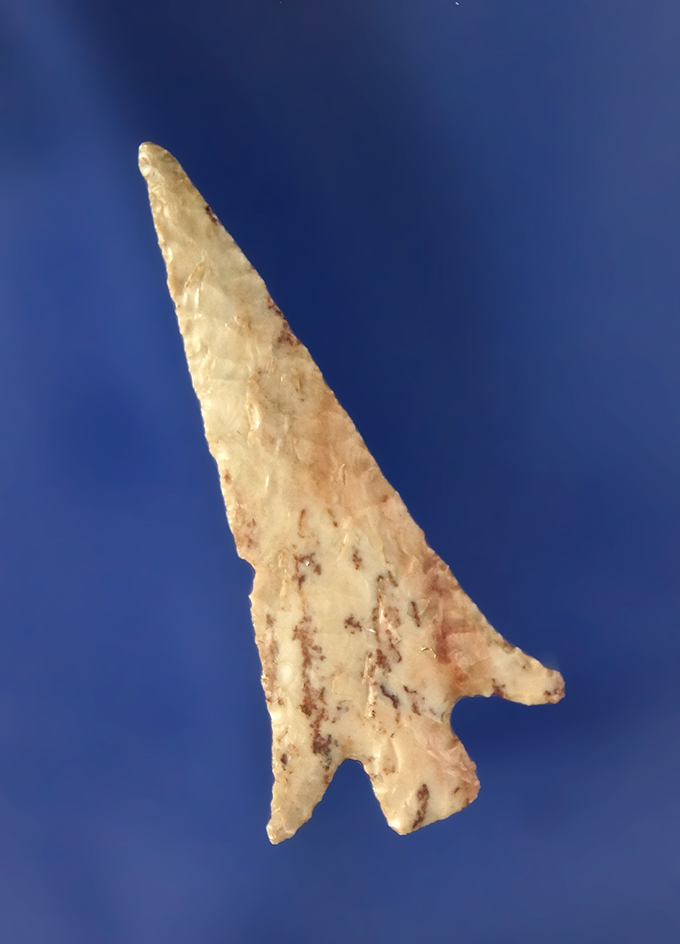 Columbia Plateau, 1 9/16” L, gray, well made and thin. Found  near Umatilla.