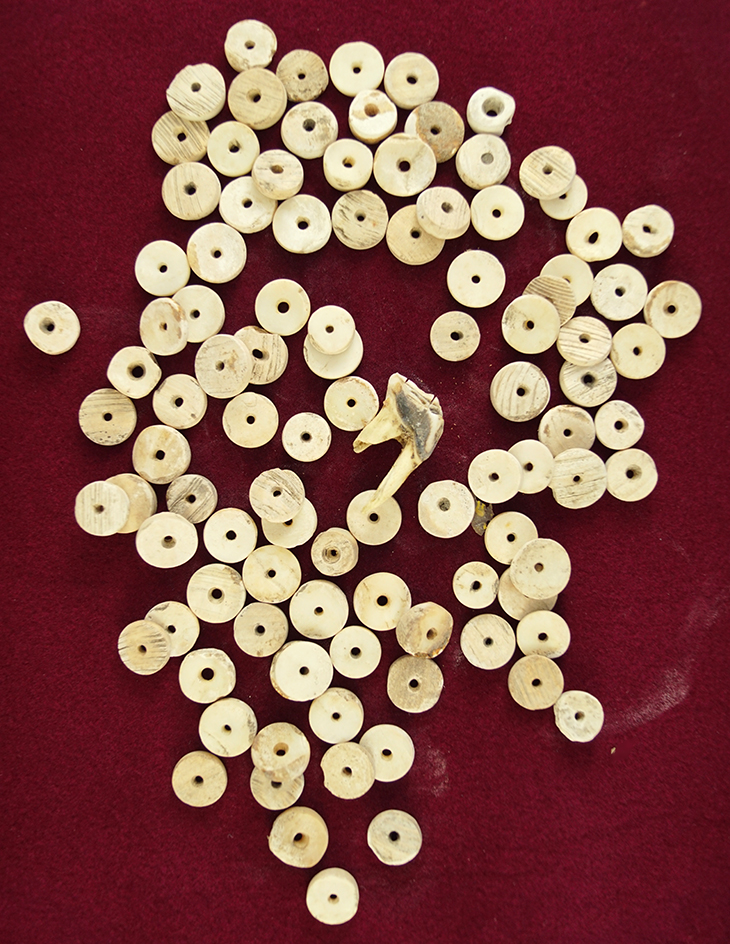 Large group of drilled shell beads found on a site in Kentucky.