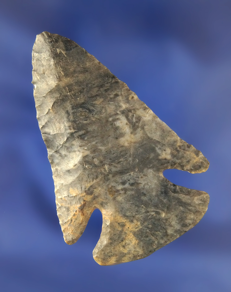 2 3/4" Archaic Dog Leg Bevel found in Coshocton Co., Ohio.