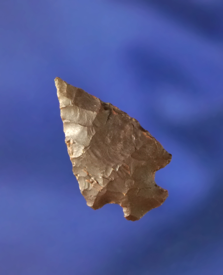 15/16" brown Flint Bird Point found in Colorado.