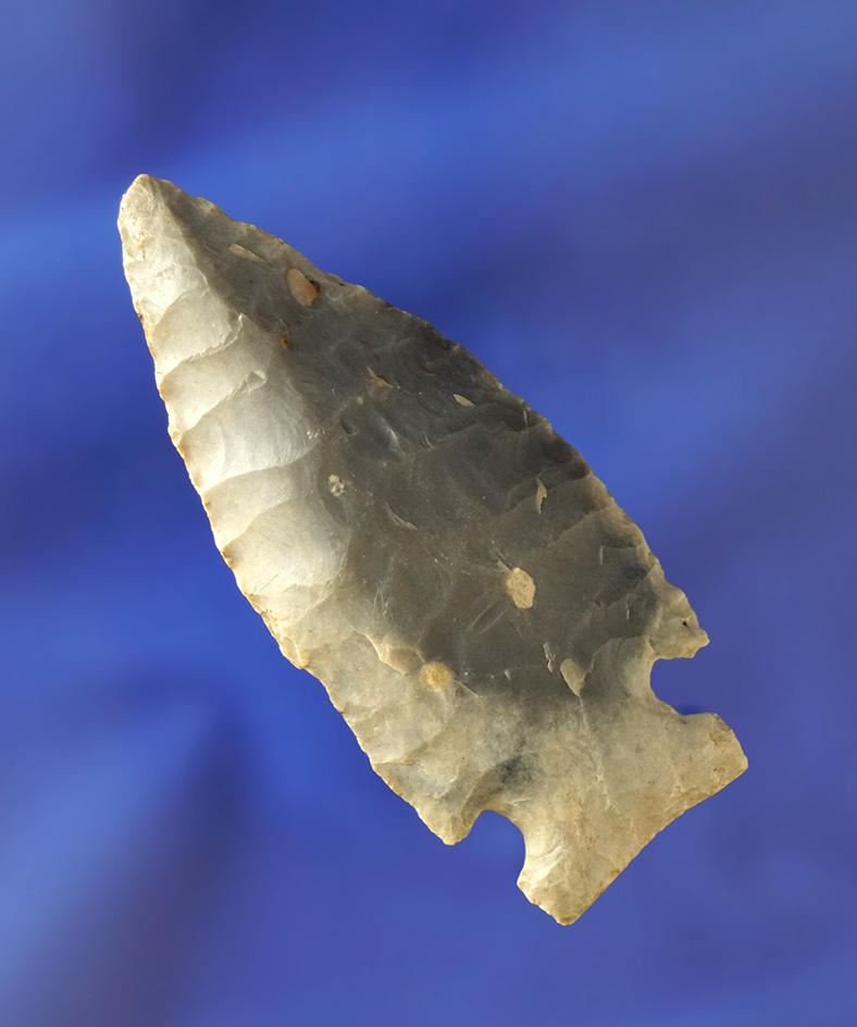 2 7/8" Lookingbill- Nebraska - heavily patinated with nice mineral deposits on surface. Motley COA.