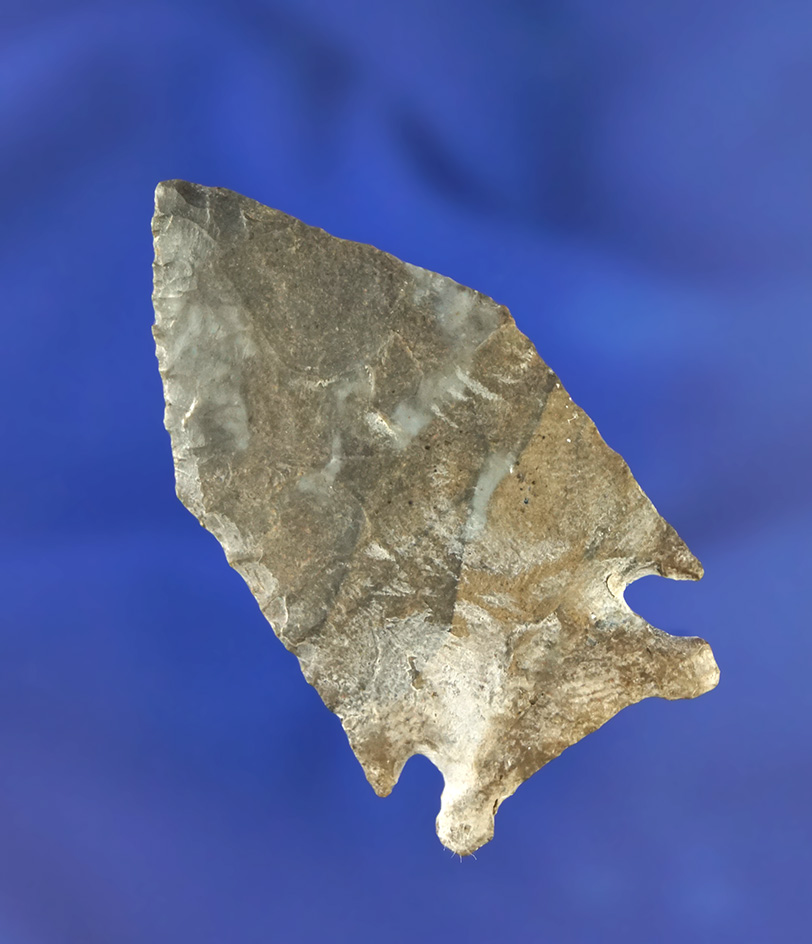 Excellent style and very thin! 2 1/16" Jack's Reef Pentagonal point found in Onondaga Co.,  NY.