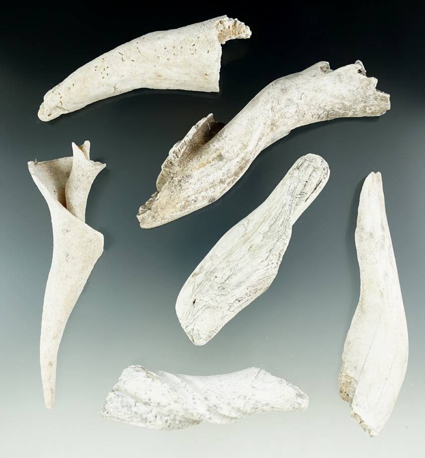 Set of six sections of worked Marine shell found at a site in Florida. Largest is 4 1/4".
