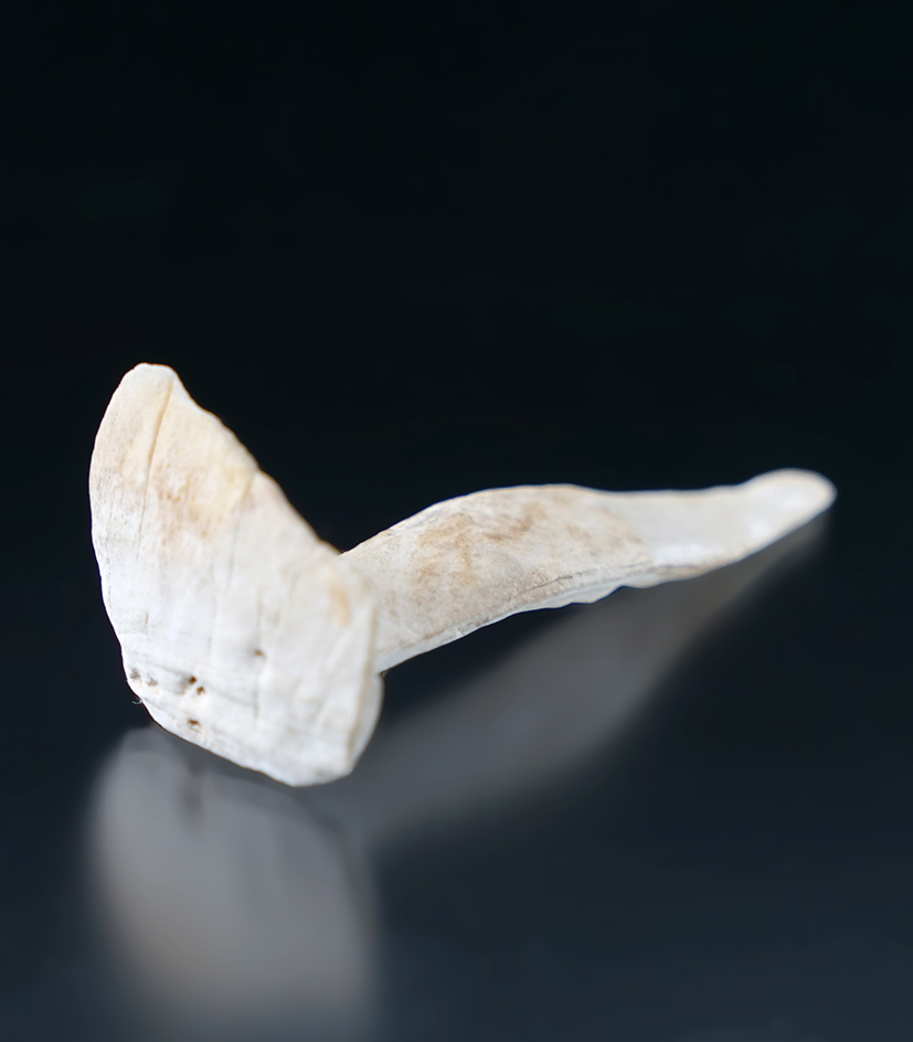 2 3/8" Shell Ear Plug found near Ft. Ancient along the Miami River in Warren Co., Ohio.