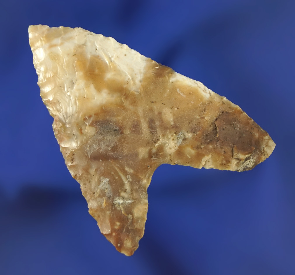 Attractive 2" Columbia Mule Ear found by Kaye Don Bruce, Klickitat County Washington.