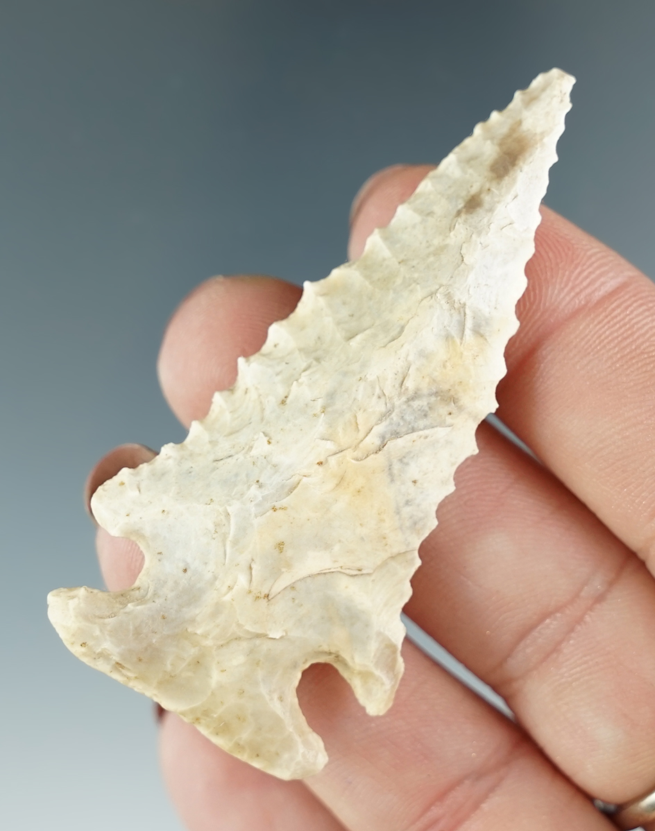 Excellent flaking, style and serrations on this 2 1/2" Bevel found in Florida.