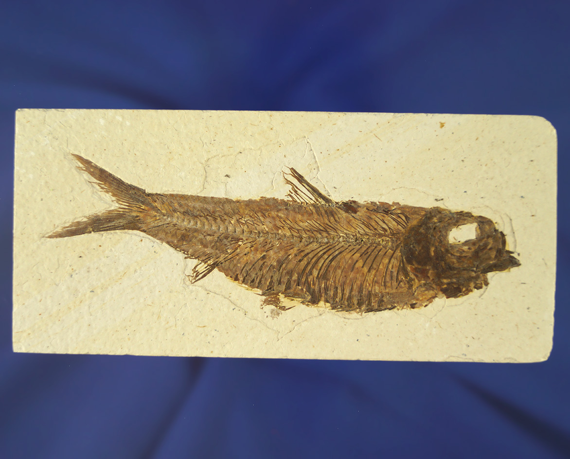 4 and 5/8" long fossil fish on a 5 1/4" cut slab. From Kemmerer Wyoming.