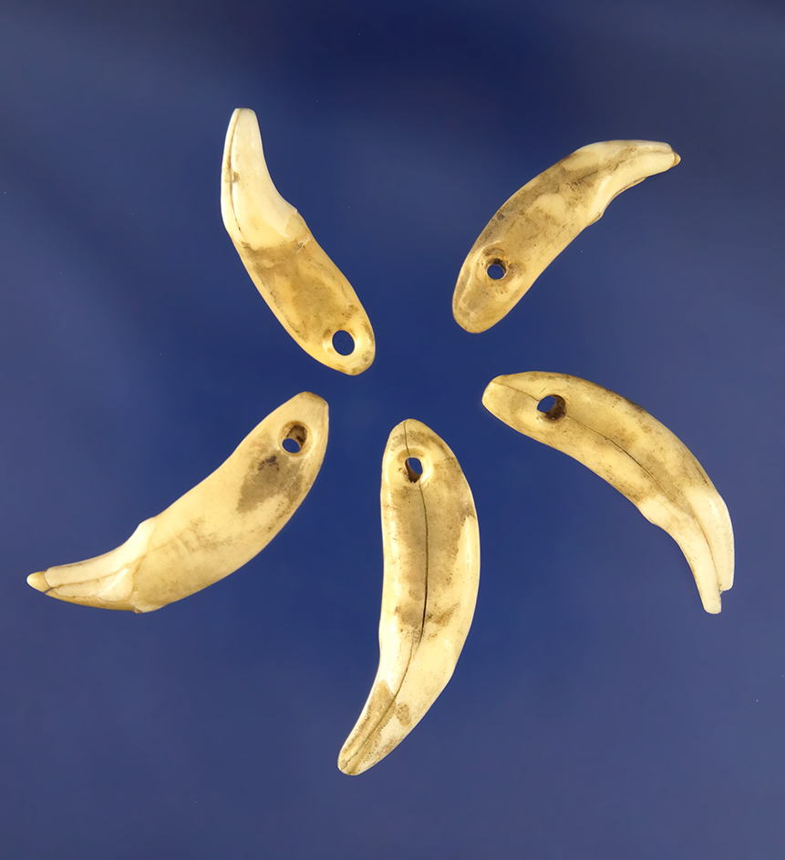 Set of five drilled canine teeth ornaments found that the Glover's Cave  site in Christian Co., KY