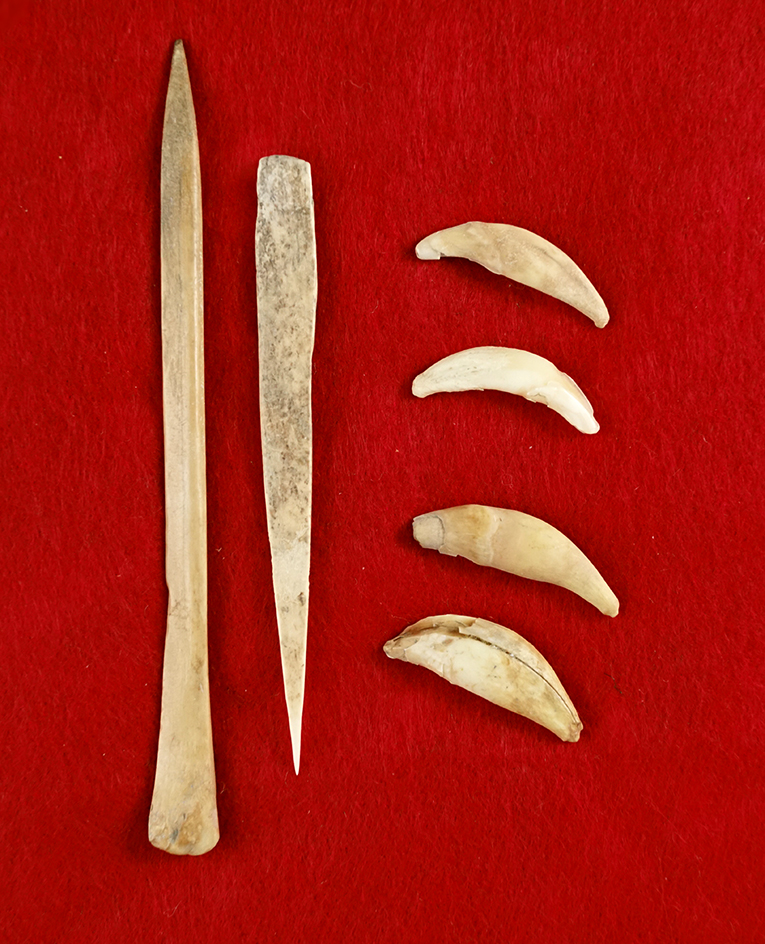 Set including four undrilled canine teeth and bone all in good condition. Largest is 5 11/16".
