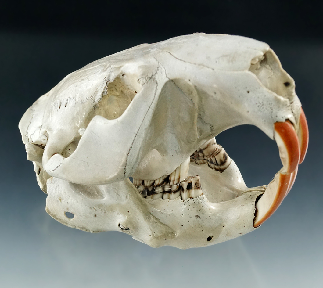 5 1/8" long beaver skull from Pennsylvania that makes a nice display.