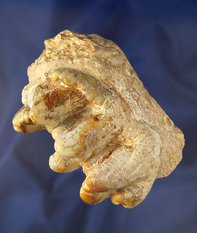 4 3/8" fossilized Mastodon Tooth found in Florida.