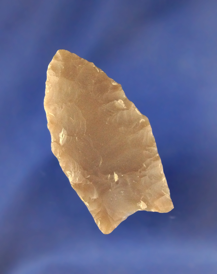 2" Paleo Fluted Clovis found in Miller Co., Arkansas by Kathleen Attaway. Rogers and Partain COA's.