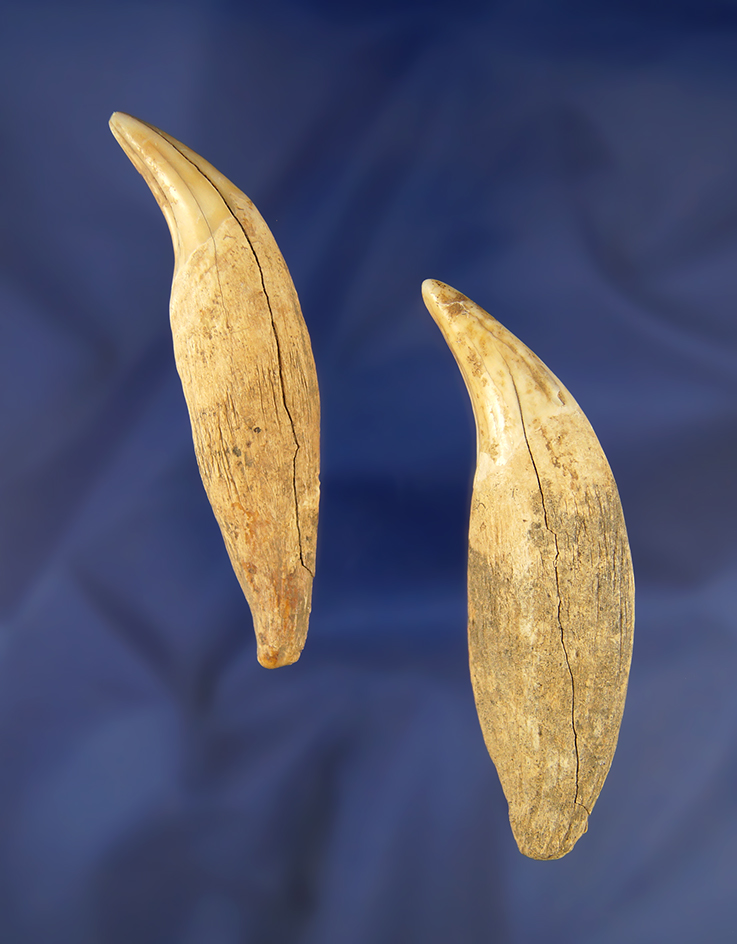 Pair of bear teeth, largest is 3 1/4" found in Greenup Co., Kentucky.